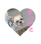 シーズー犬 ロク 第2弾！（個別スタンプ：29）