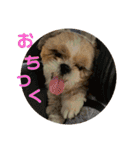 シーズー犬 ロク 第2弾！（個別スタンプ：30）