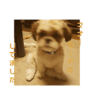 シーズー犬 ロク 第2弾！（個別スタンプ：32）