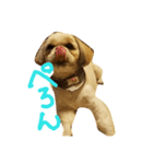 シーズー犬 ロク（個別スタンプ：1）