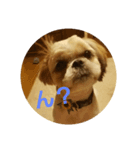 シーズー犬 ロク（個別スタンプ：2）