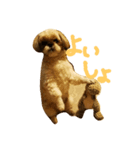 シーズー犬 ロク（個別スタンプ：3）
