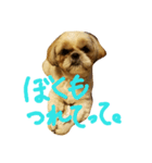 シーズー犬 ロク（個別スタンプ：4）