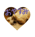 シーズー犬 ロク（個別スタンプ：5）