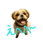 シーズー犬 ロク（個別スタンプ：6）