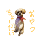 シーズー犬 ロク（個別スタンプ：7）
