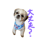 シーズー犬 ロク（個別スタンプ：8）