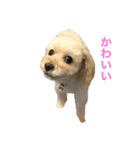 近所のワンチャン（個別スタンプ：6）