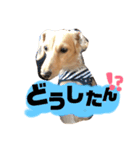 クゥーたんのできるよ！あいさつ（個別スタンプ：9）
