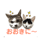 猫のんまとちぃ〜なと赤ちゃん（個別スタンプ：8）