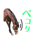 乗馬クラブの仲間たち（個別スタンプ：5）