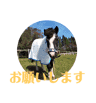 乗馬クラブの仲間たち（個別スタンプ：6）