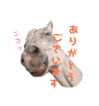 乗馬クラブの仲間たち（個別スタンプ：8）
