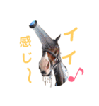 乗馬クラブの仲間たち（個別スタンプ：13）