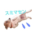 乗馬クラブの仲間たち（個別スタンプ：21）