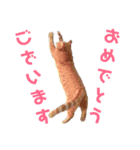 乗馬クラブの仲間たち（個別スタンプ：22）