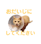 乗馬クラブの仲間たち（個別スタンプ：24）