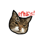 ミウのぼやき（個別スタンプ：1）