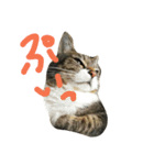 ミウのぼやき（個別スタンプ：3）