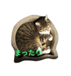 ミウのぼやき（個別スタンプ：6）