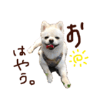 パンタピヨ星人としもべの犬々。（個別スタンプ：1）