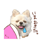 パンタピヨ星人としもべの犬々。（個別スタンプ：2）