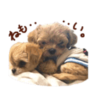 パンタピヨ星人としもべの犬々。（個別スタンプ：3）