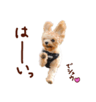 パンタピヨ星人としもべの犬々。（個別スタンプ：4）
