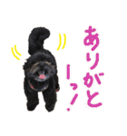 パンタピヨ星人としもべの犬々。（個別スタンプ：6）