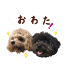 パンタピヨ星人としもべの犬々。（個別スタンプ：7）