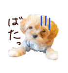パンタピヨ星人としもべの犬々。（個別スタンプ：9）