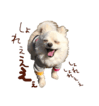 パンタピヨ星人としもべの犬々。（個別スタンプ：11）