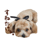 パンタピヨ星人としもべの犬々。（個別スタンプ：15）
