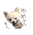 パンタピヨ星人としもべの犬々。（個別スタンプ：16）