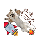パンタピヨ星人としもべの犬々。（個別スタンプ：19）