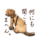 パンタピヨ星人としもべの犬々。（個別スタンプ：21）