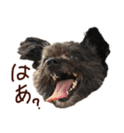 パンタピヨ星人としもべの犬々。（個別スタンプ：25）