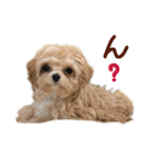 パンタピヨ星人としもべの犬々。（個別スタンプ：29）