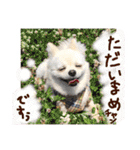 パンタピヨ星人としもべの犬々。（個別スタンプ：31）
