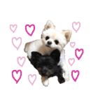 パンタピヨ星人としもべの犬々。（個別スタンプ：34）