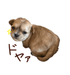 パンタピヨ星人としもべの犬々。（個別スタンプ：36）