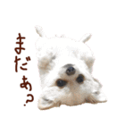 パンタピヨ星人としもべの犬々。（個別スタンプ：37）