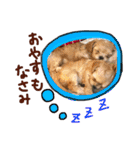 パンタピヨ星人としもべの犬々。（個別スタンプ：40）