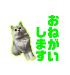 アリスとアビー 2（個別スタンプ：9）