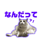 アリスとアビー 2（個別スタンプ：13）