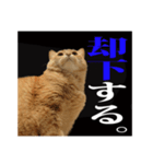 茶トラのスタンプ。（個別スタンプ：6）