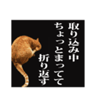 茶トラのスタンプ。（個別スタンプ：8）