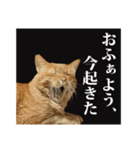 茶トラのスタンプ。（個別スタンプ：9）