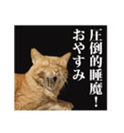 茶トラのスタンプ。（個別スタンプ：10）