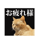 茶トラのスタンプ。（個別スタンプ：11）